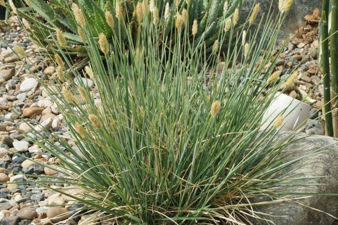 BLUE BRISTLE GRASS