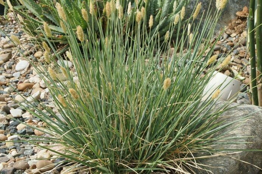 BLUE BRISTLE GRASS