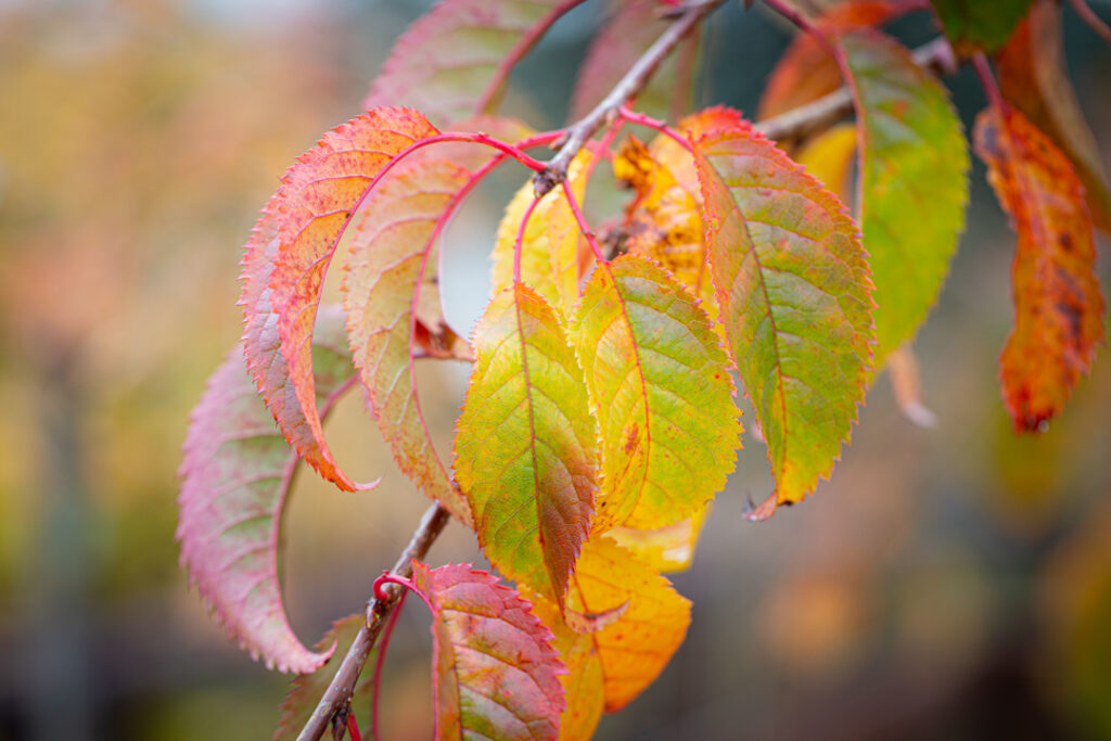 WEEPING FLOWERING CHERRY TREE 5gal
