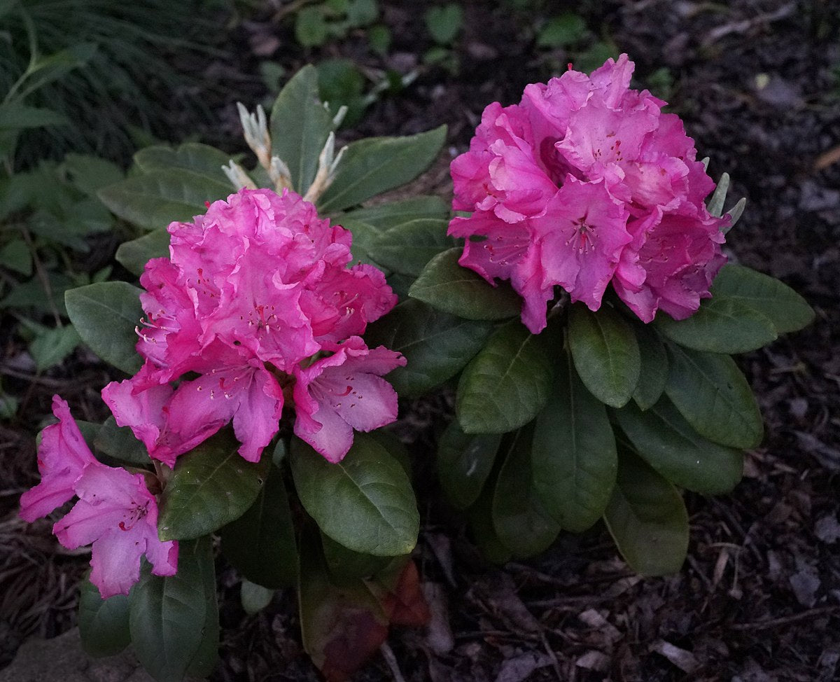 HELLIKKI RHODODENDRON 2gal