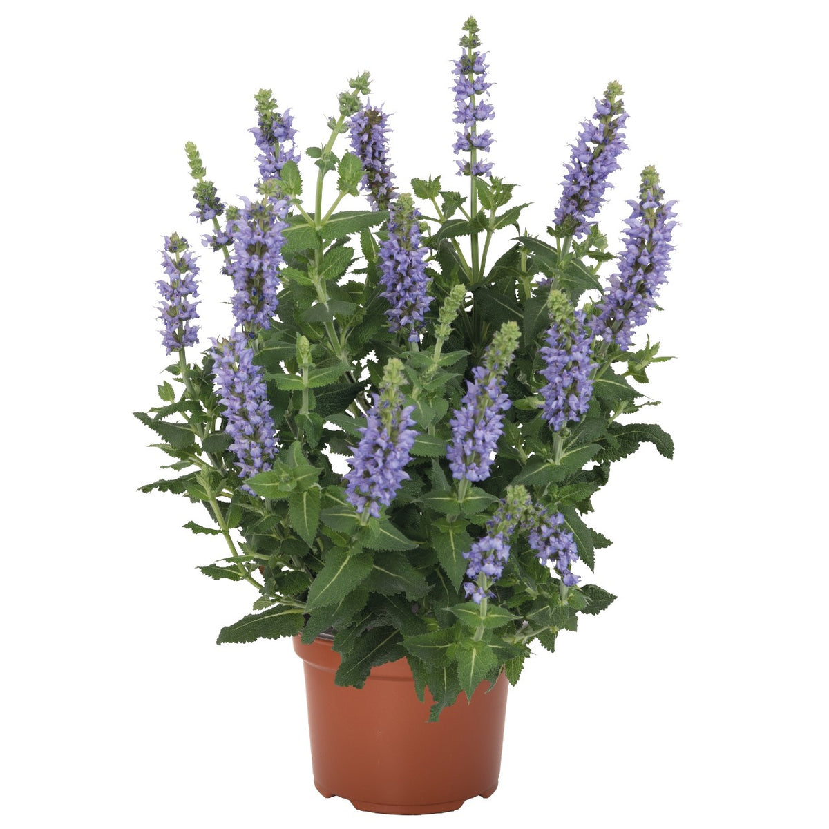 BLUE ICE SALVIA 2gal