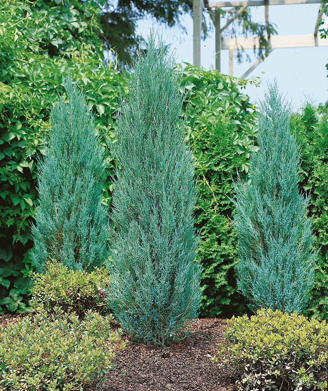 BLUE ARROW JUNIPER TREE 5gal