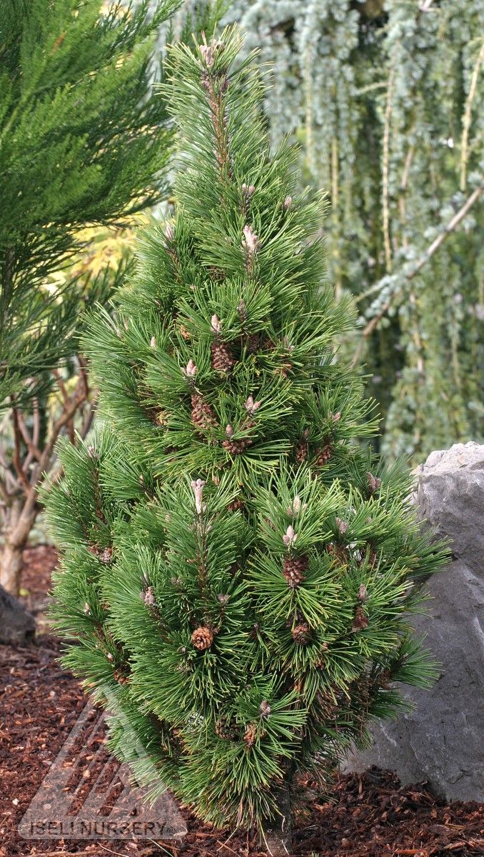 TANNENBAUM MUGO PINE 5gal