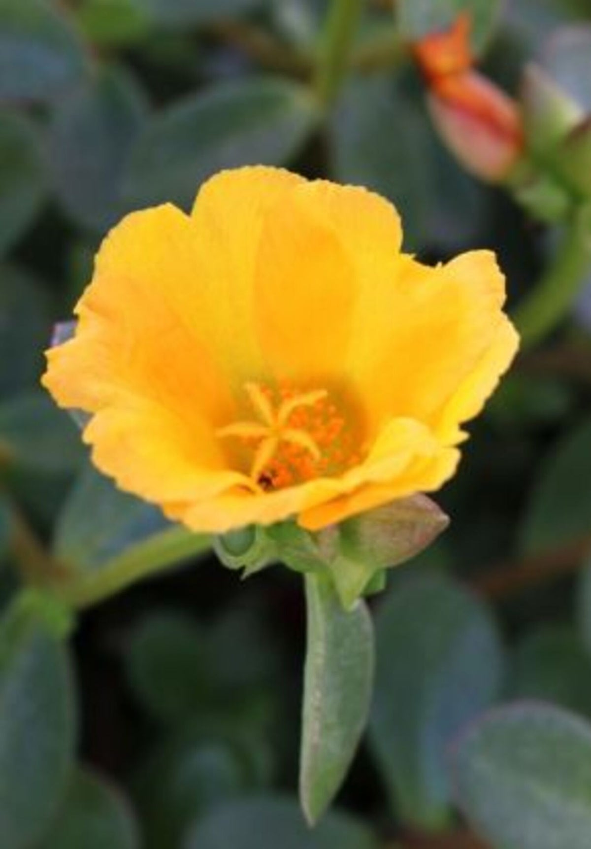 SEA GLASS GUAVA PORTULACA 4in