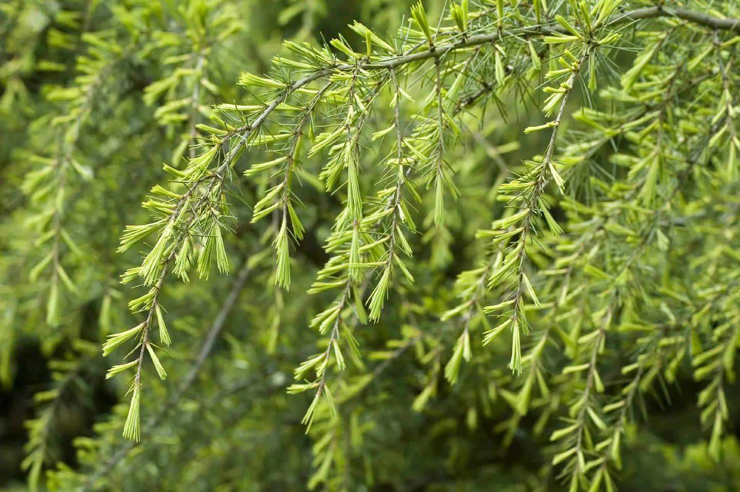 AUREA GOLD DEODAR CEDAR TREE 10gal
