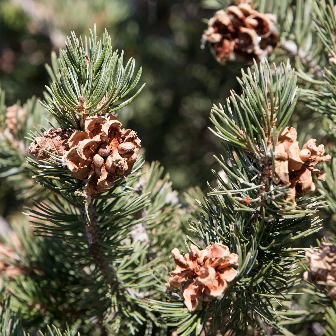 PINYON PINE TREE