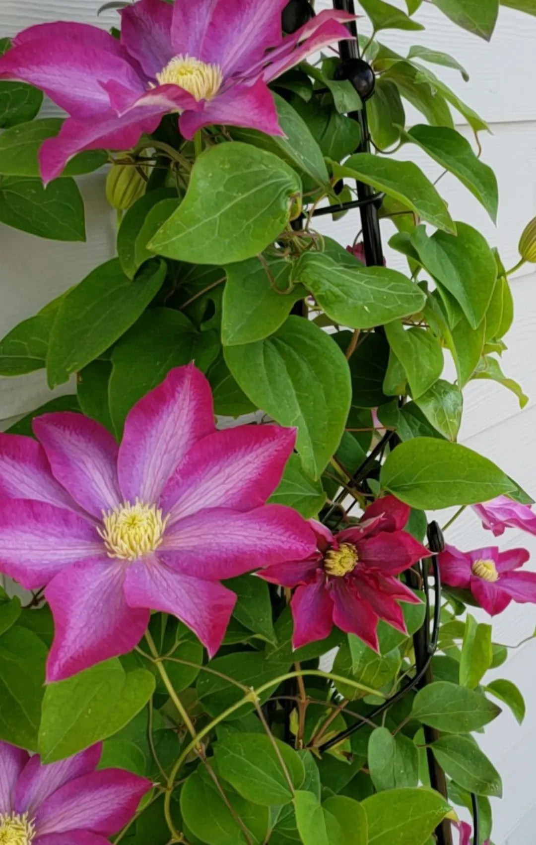 PINK CHAMPAGNE CLEMATIS 1gal