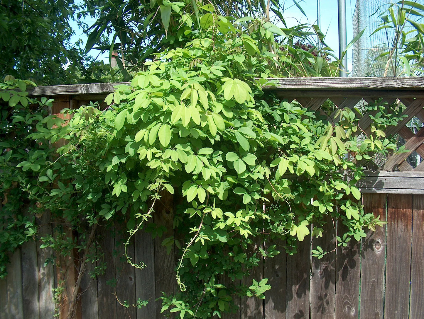 WHITE FLOWERING CHOCOLATE VINE AKEBIA 1gal