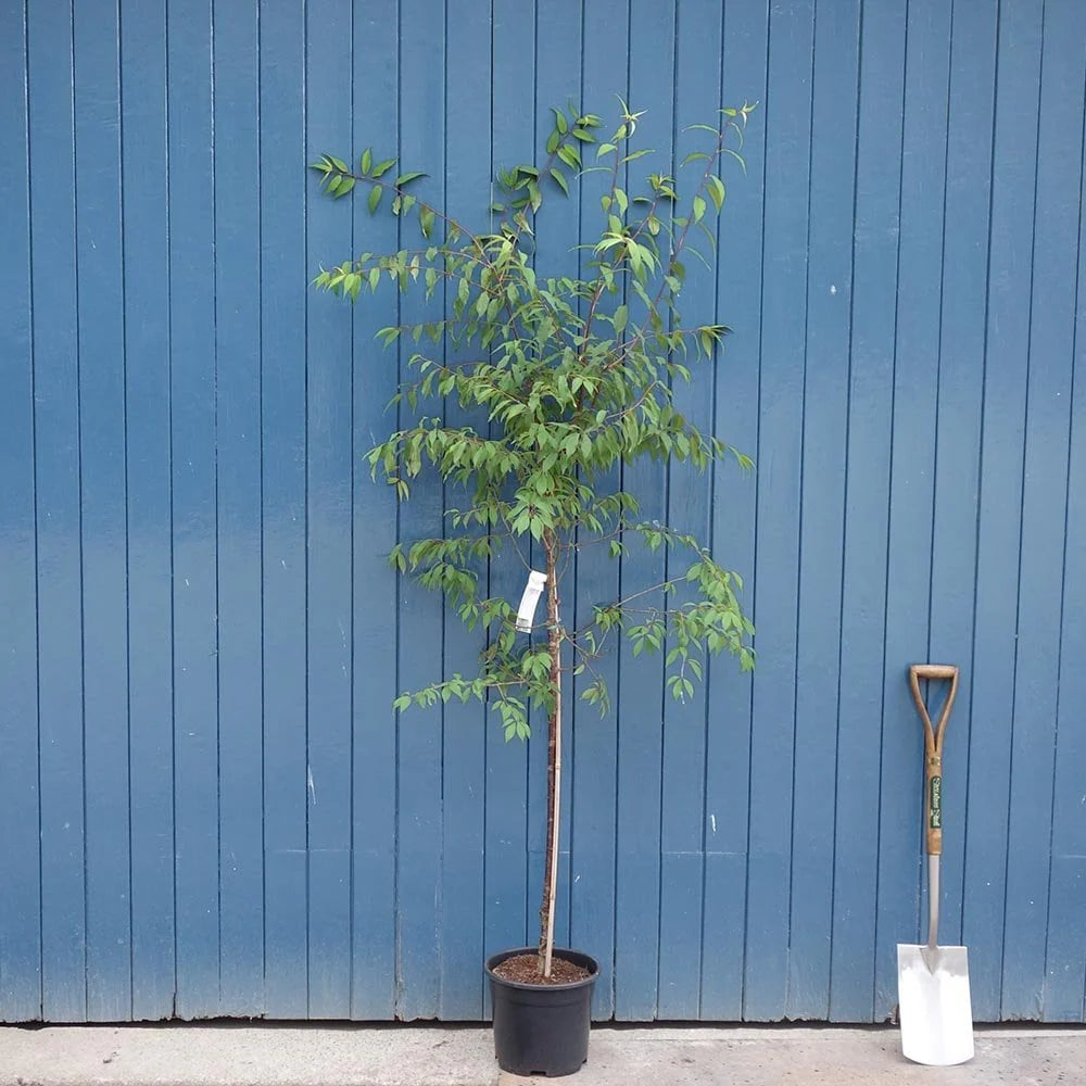 WEEPING FLOWERING CHERRY TREE 5gal