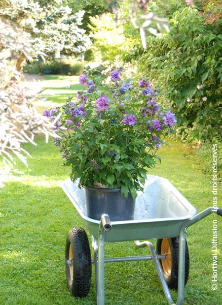 DARK LAVENDER CHIFFON HIBISCUS 2gal