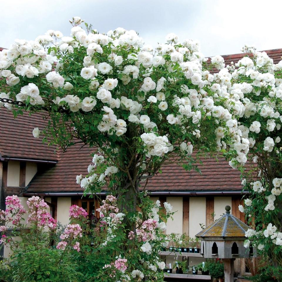 ICEBERG CLIMBING ROSE 5gal