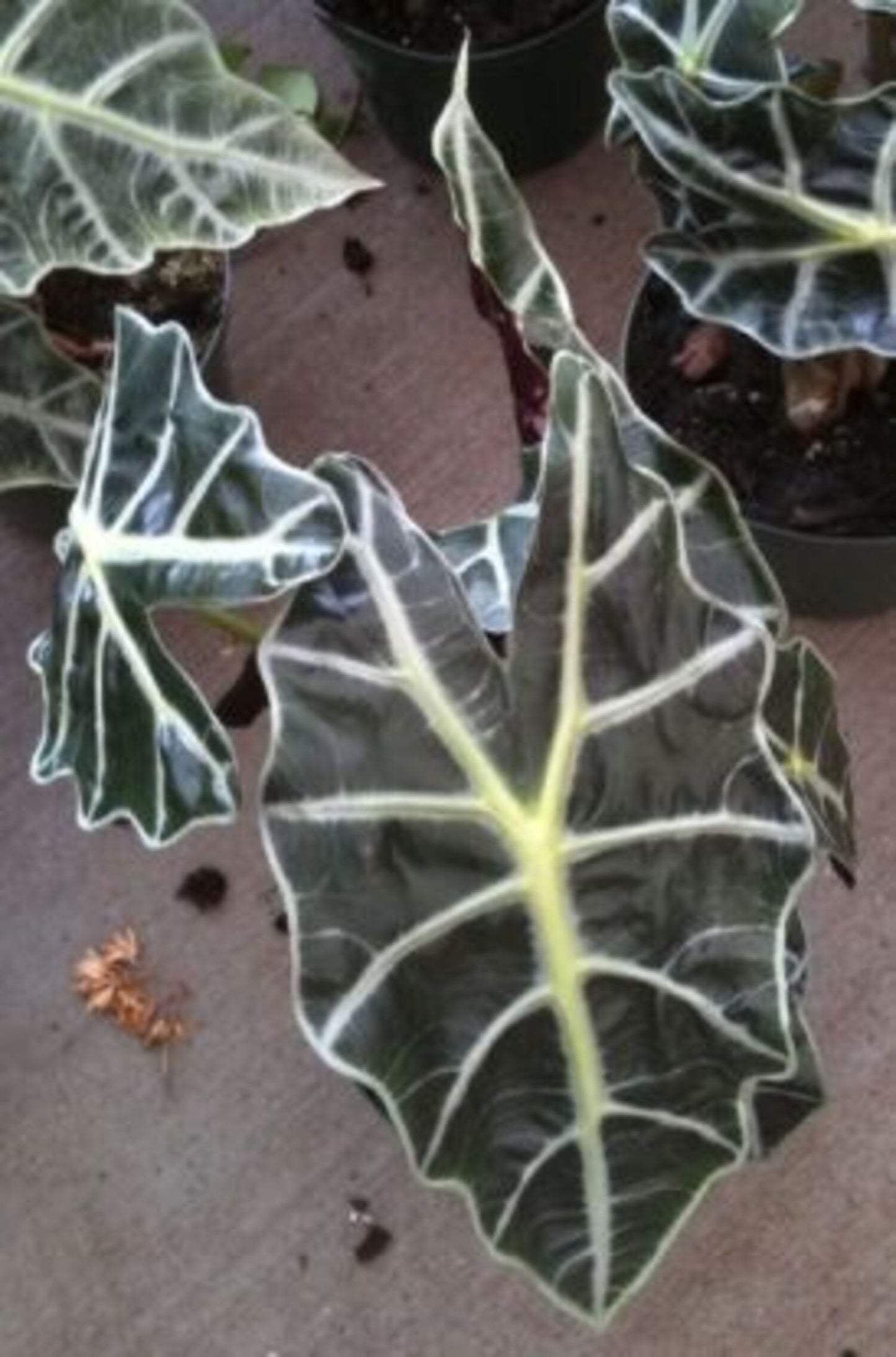 ALOCASIA  AFRICAN MASK 6 IN.