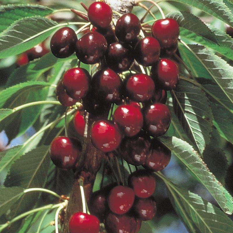 STELLA CHERRY TREE 7gal