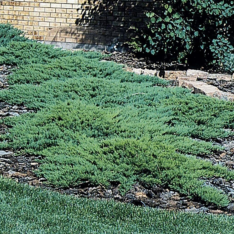 MOOR DENSE JUNIPER 2gal
