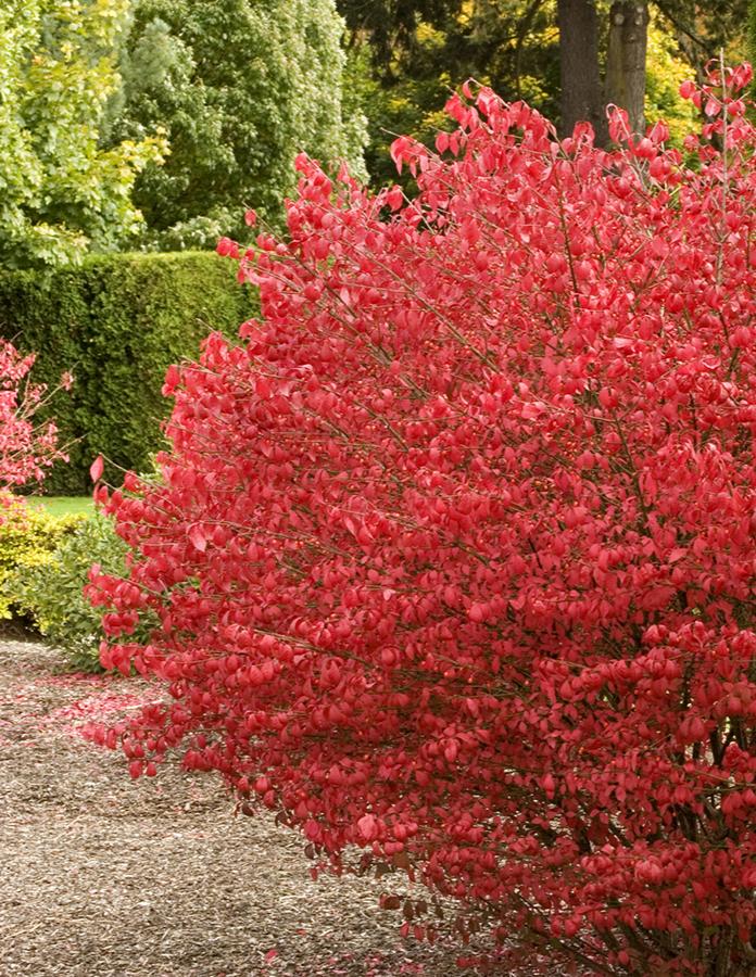 COLE'S COMPACT BURNING BUSH 2gal
