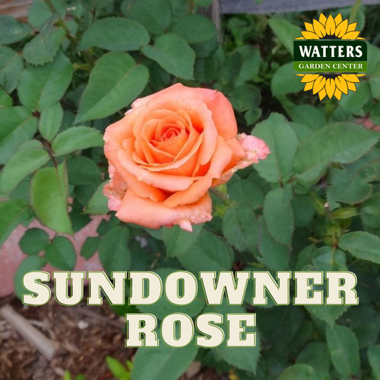 SUNDOWNER ROSE 3gal