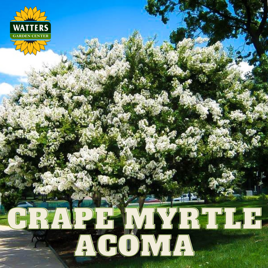 ACOMA CRAPE MYRTLE 5gal