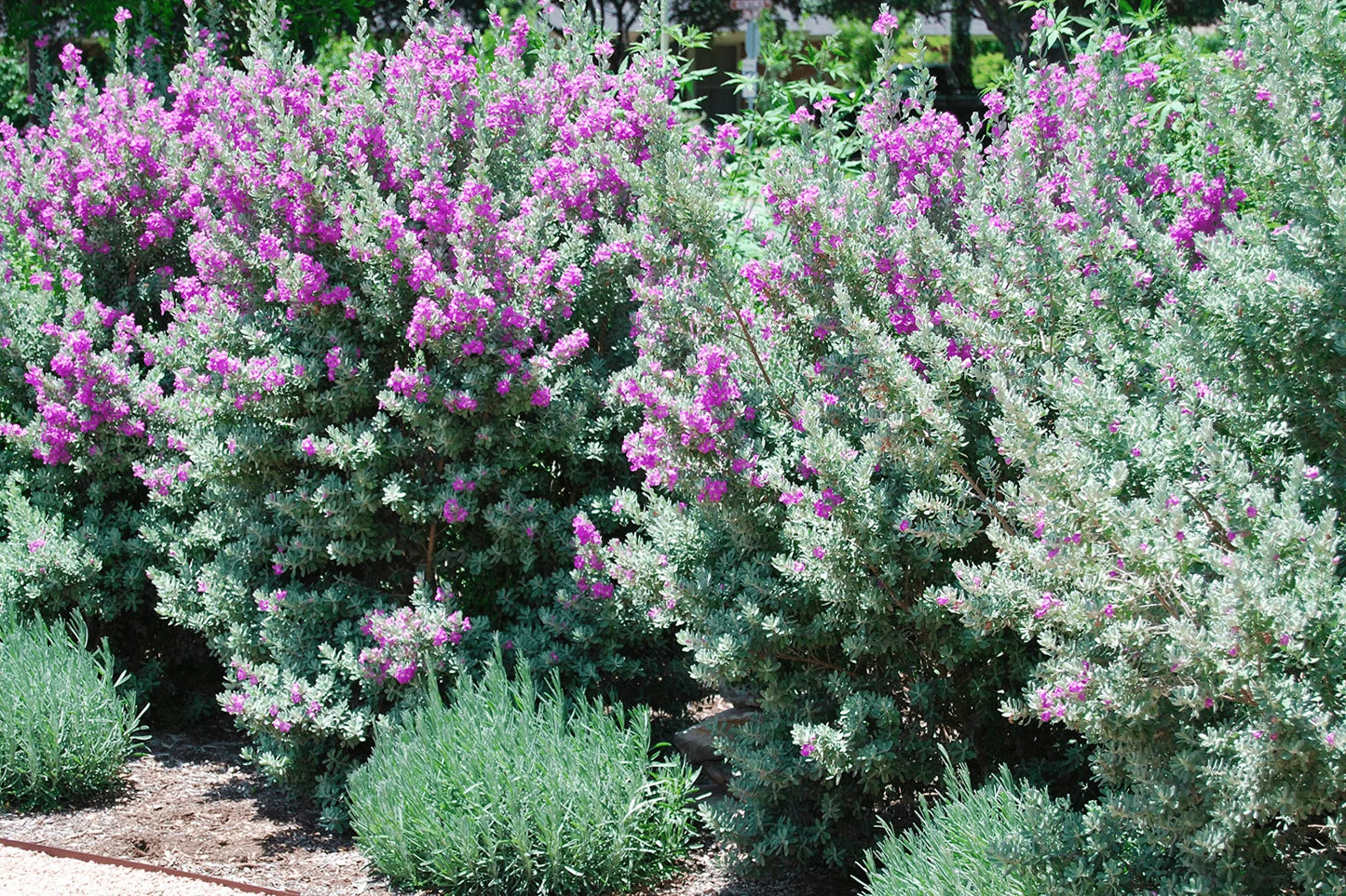 LAREDO TEXAS SAGE 2gal