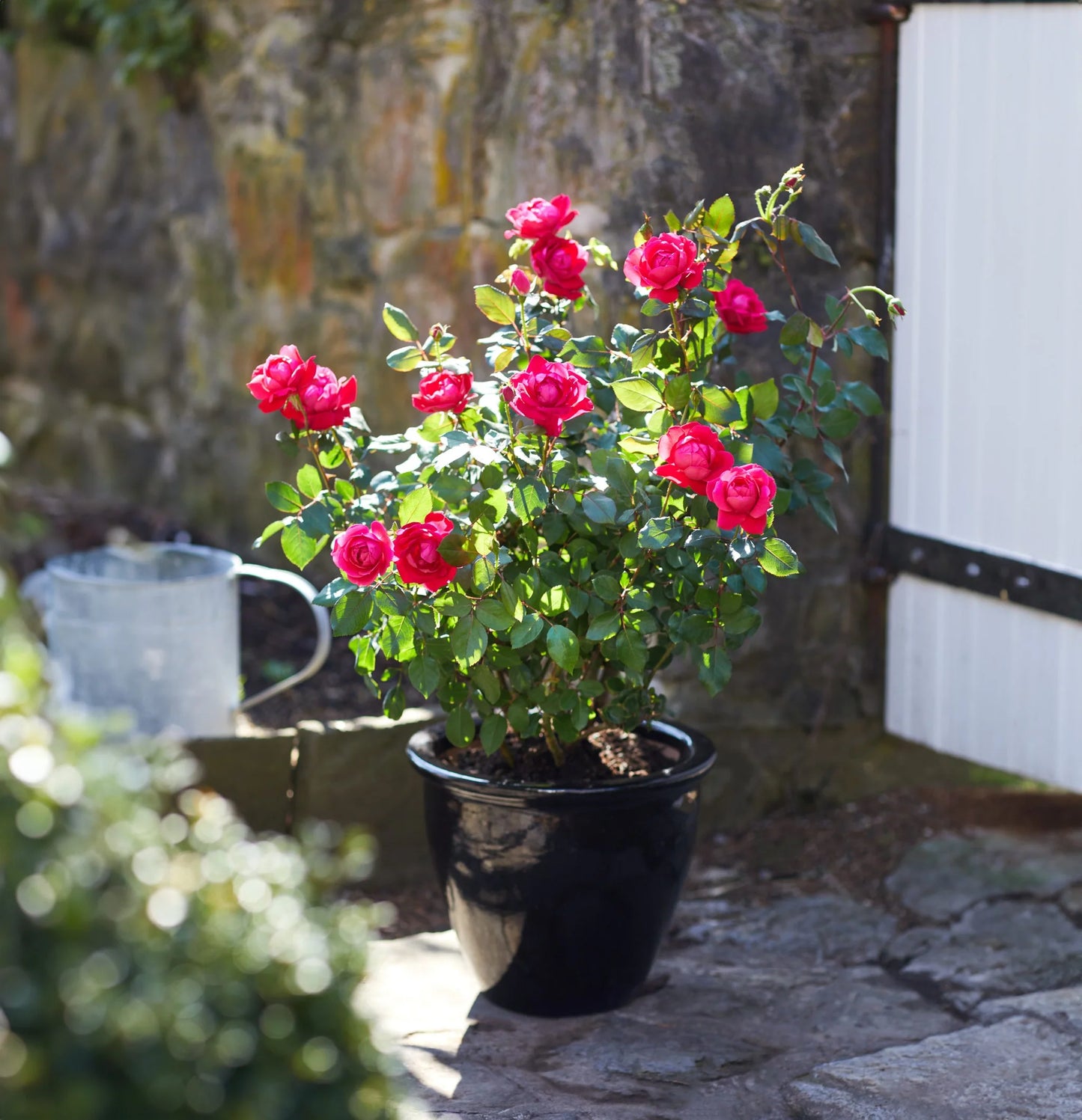 DOUBLE KNOCK OUT ROSE 5gal