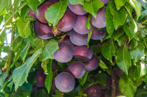 ELEPHANT HEART PLUM TREE 7gal