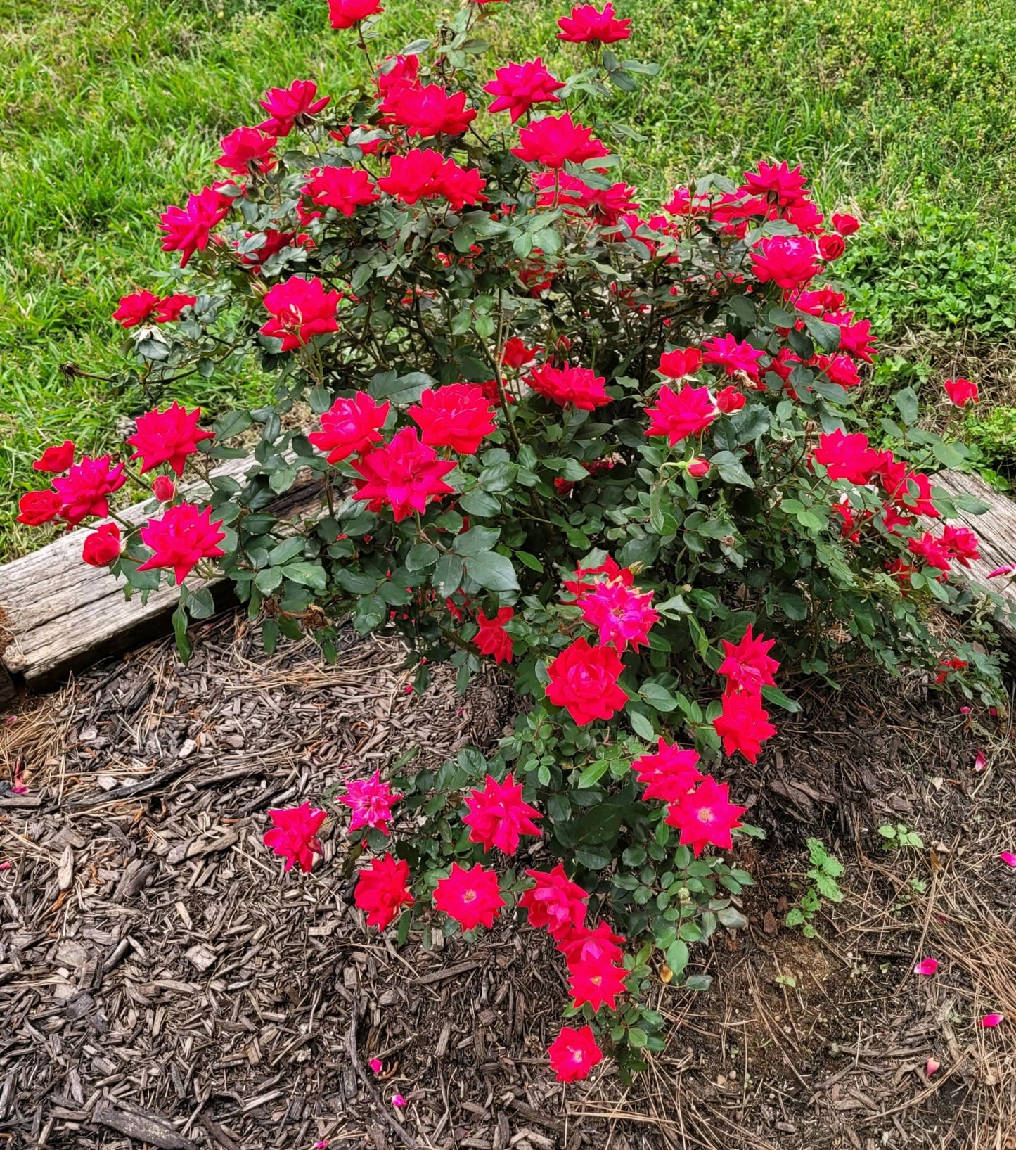 DOUBLE KNOCK OUT ROSE 5gal