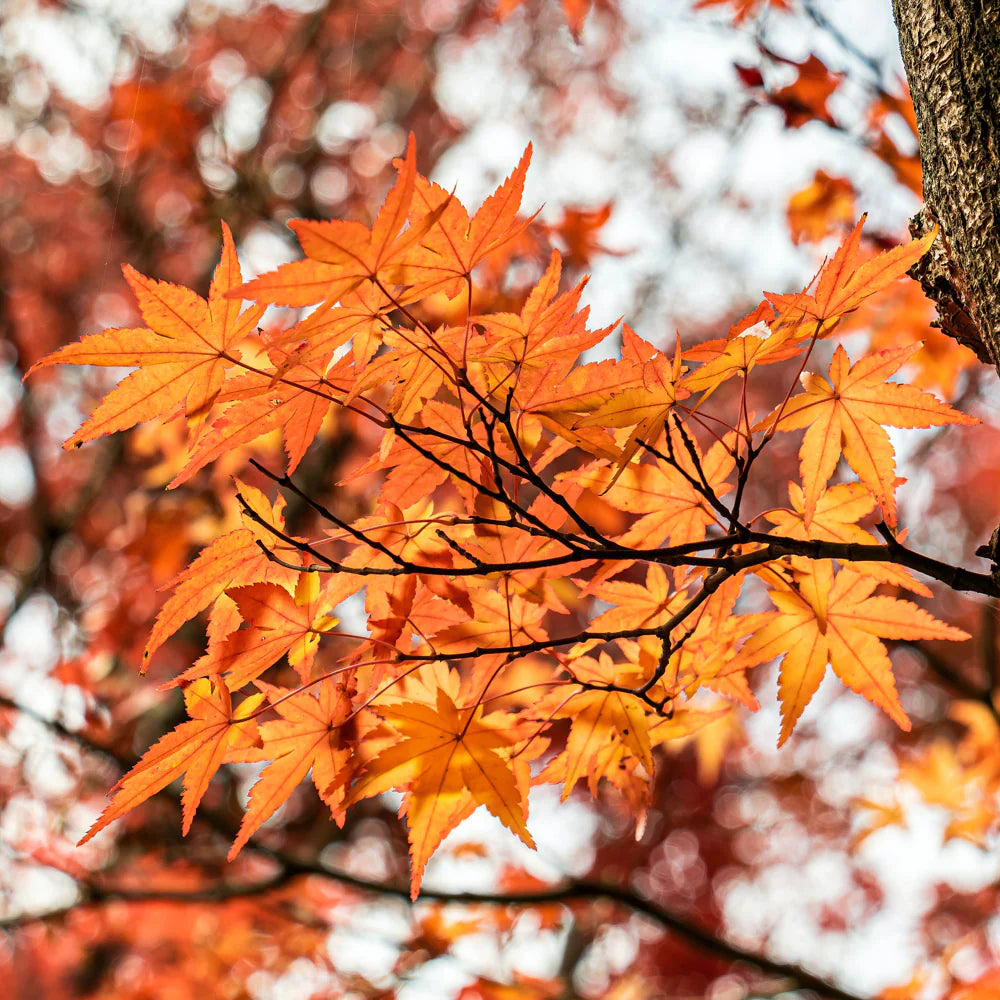 OCTOBER GLORY MAPLE 7gal