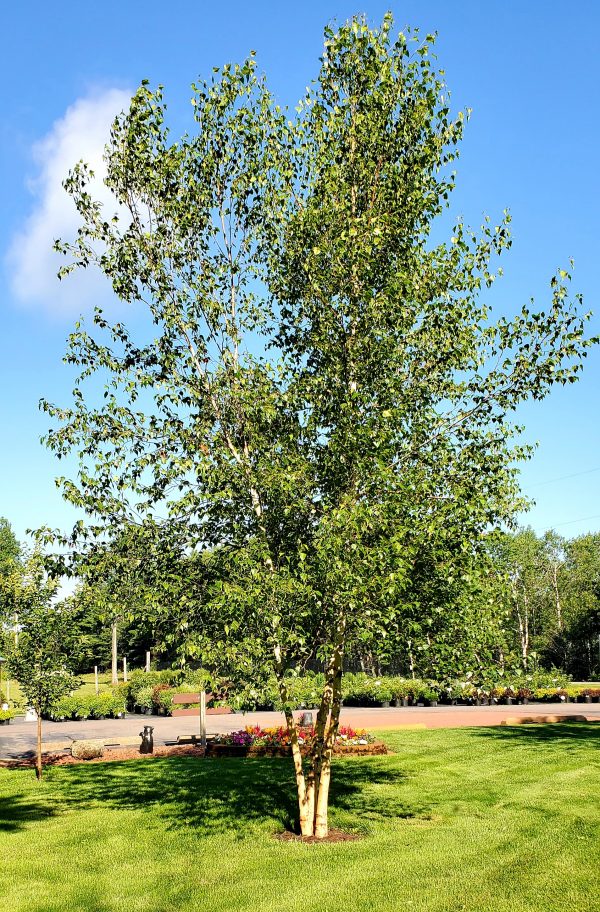 WHITESPIRE BIRCH T10gal