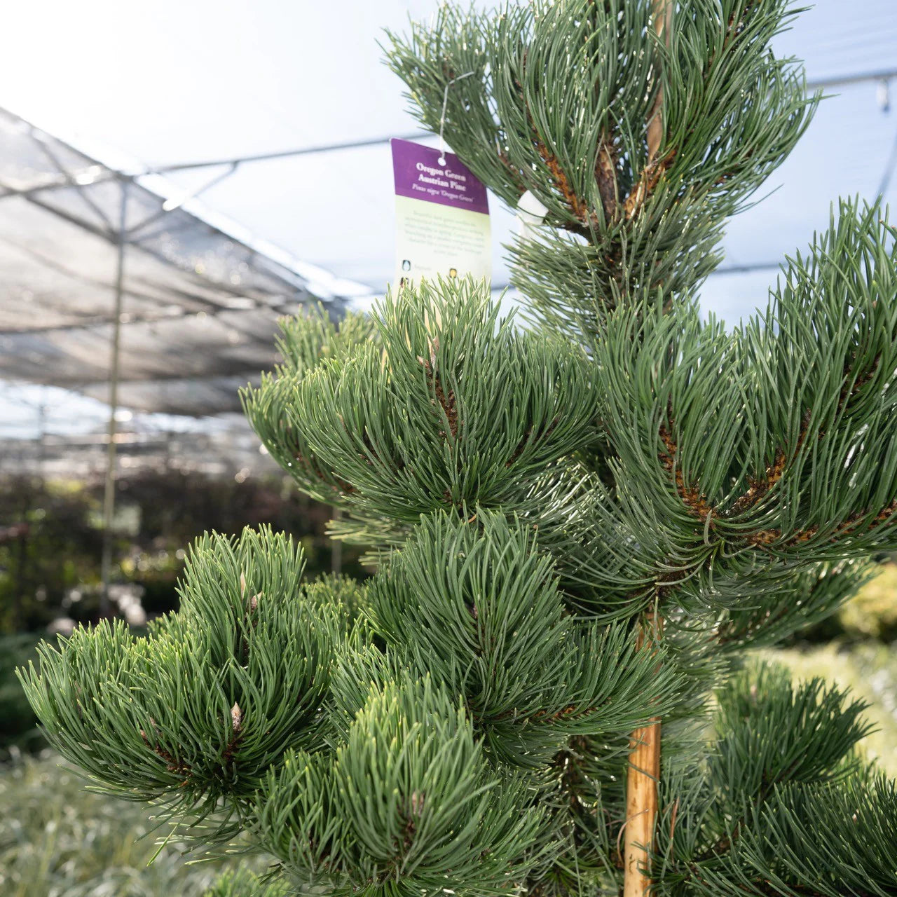 OREGON GREEN PINE TREE 25gal