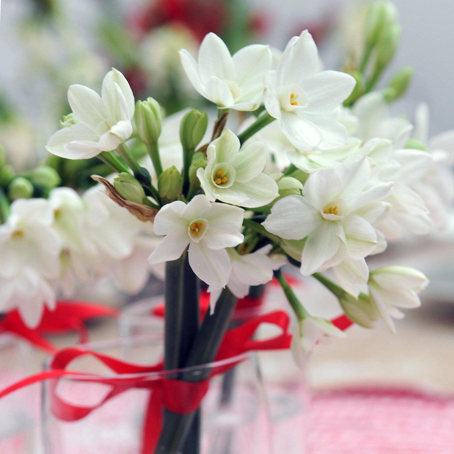 Narcissus - Paperwhite Ariel (17+ cm)