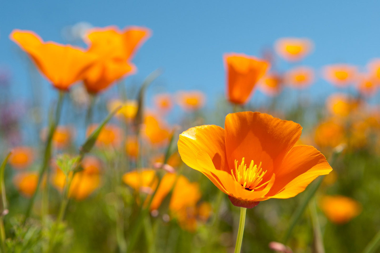 CALIFORNIA POPPY 1gal