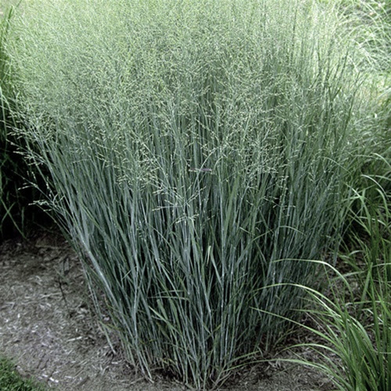 HEAVY METAL BLUE SWITCH GRASS 2gal