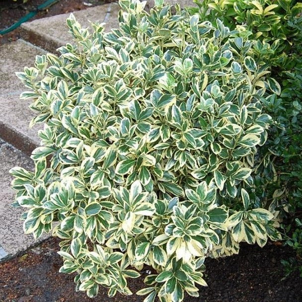 SILVER KING EUONYMUS 3gal