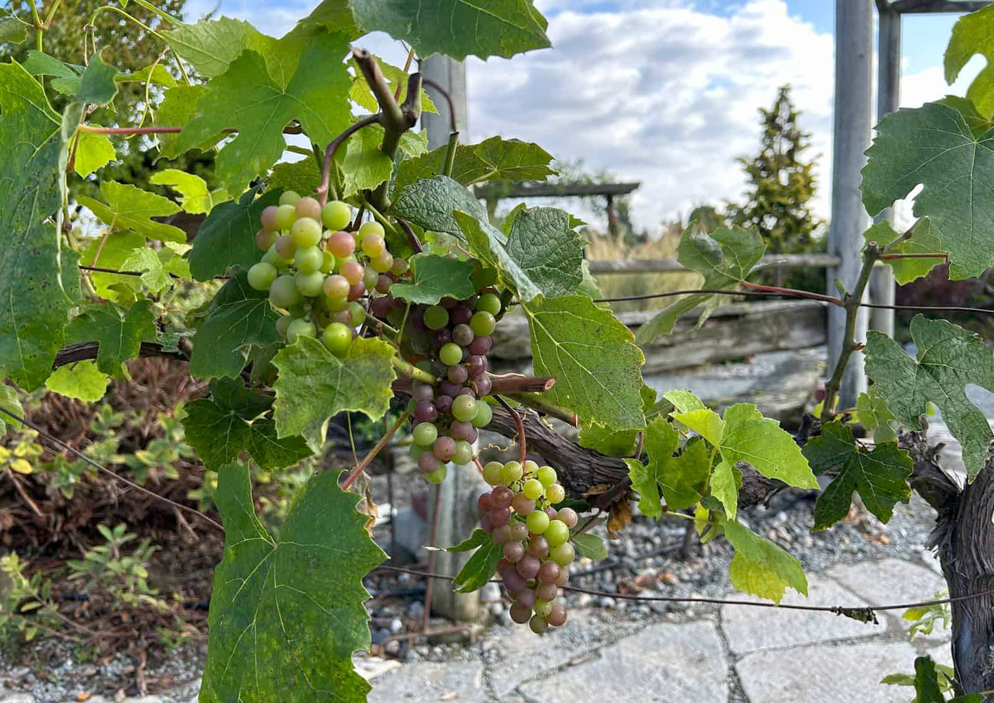 EASTERN CONCORD GRAPE 1gal