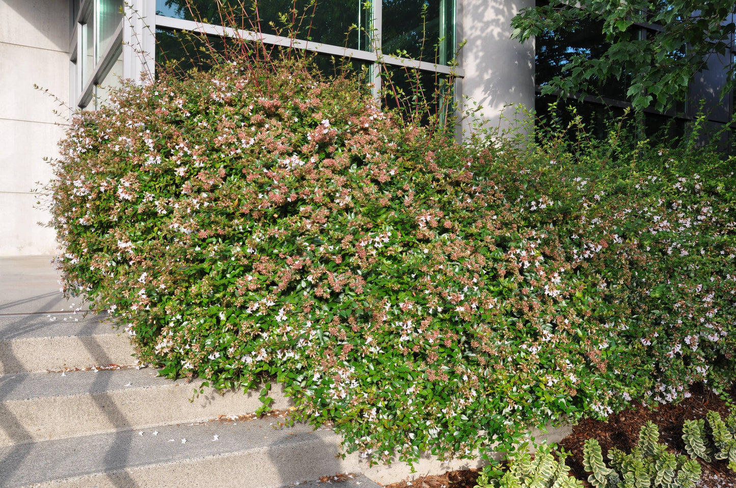 EDWARD GOUCHER ABELIA 5gal