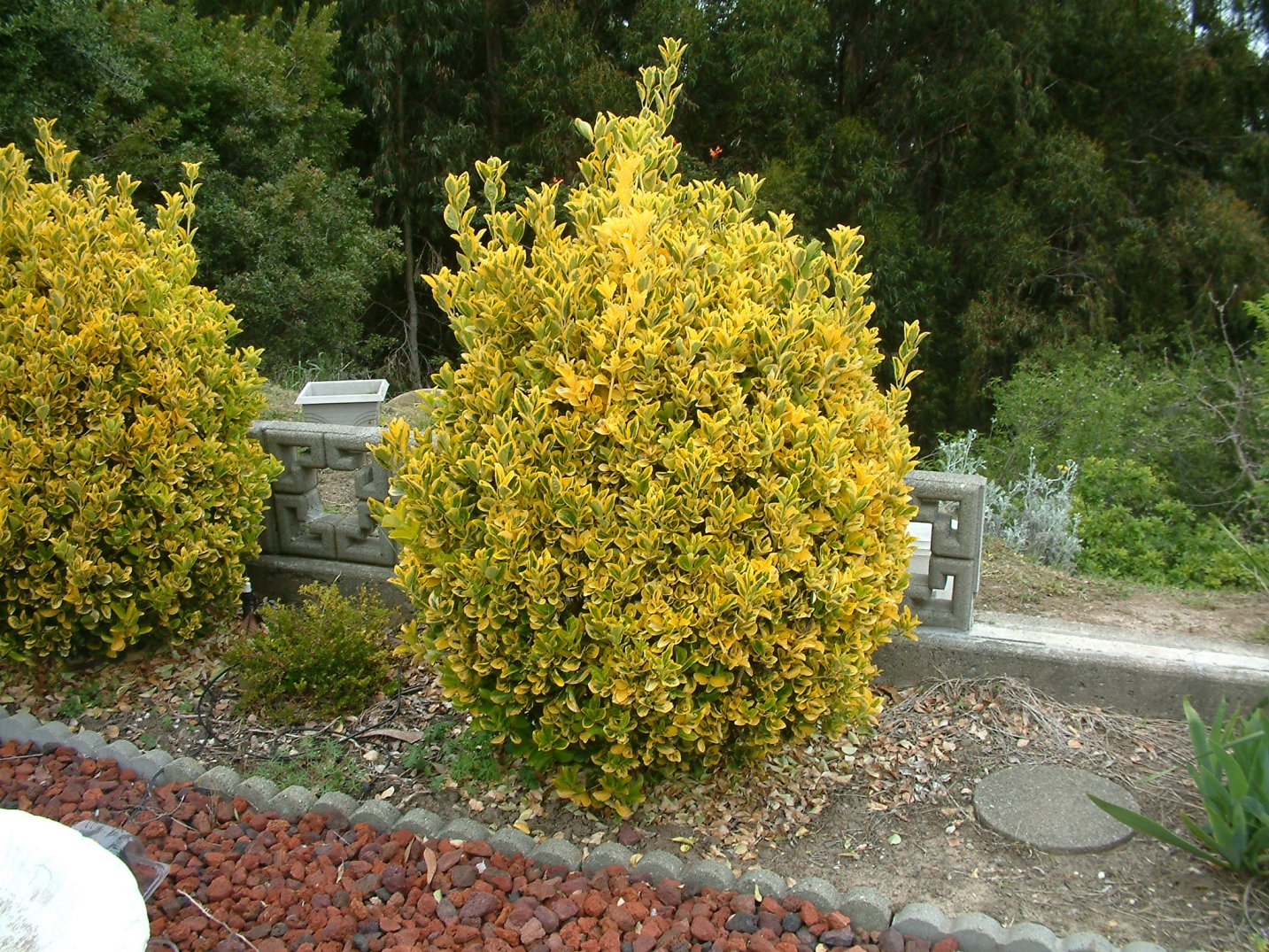 GOLD SPOT EUONYMUS 1gal