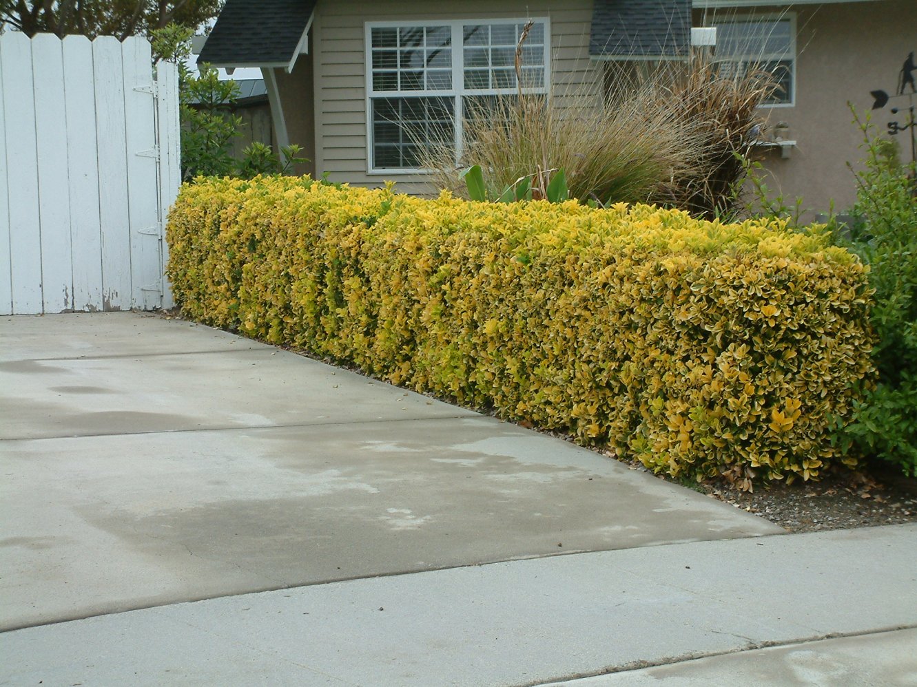 GOLDEN EUONYMUS 5gal