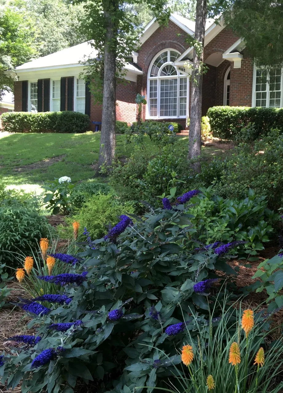 PUGSTER BLUE BUTTERFLY BUSH 3gal