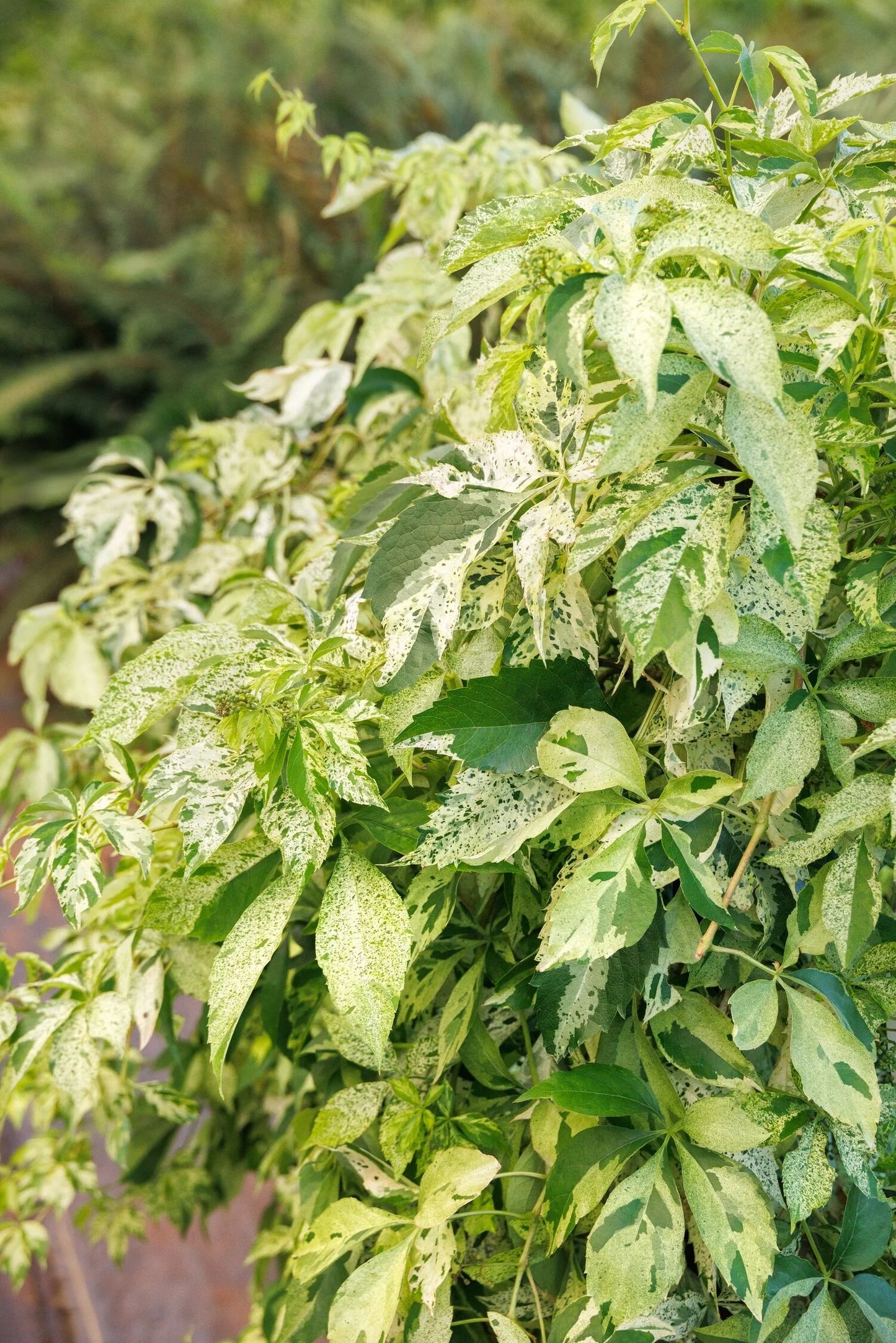 VIRGINIA CREEPER STAR SHOWERS 1 gal