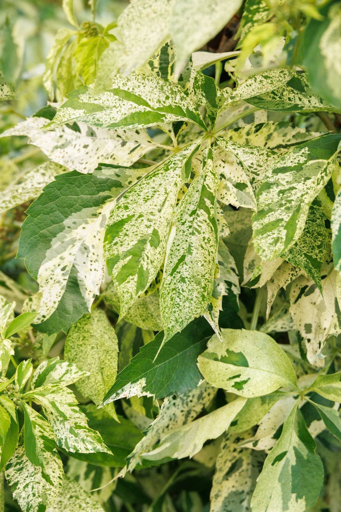 VIRGINIA CREEPER STAR SHOWERS 1 gal