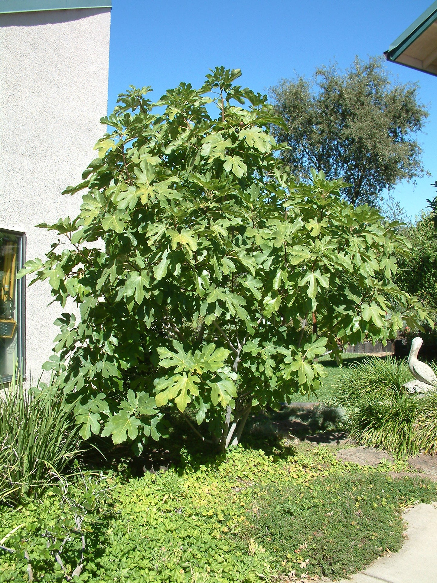 BLACK MISSION FIG 5gal