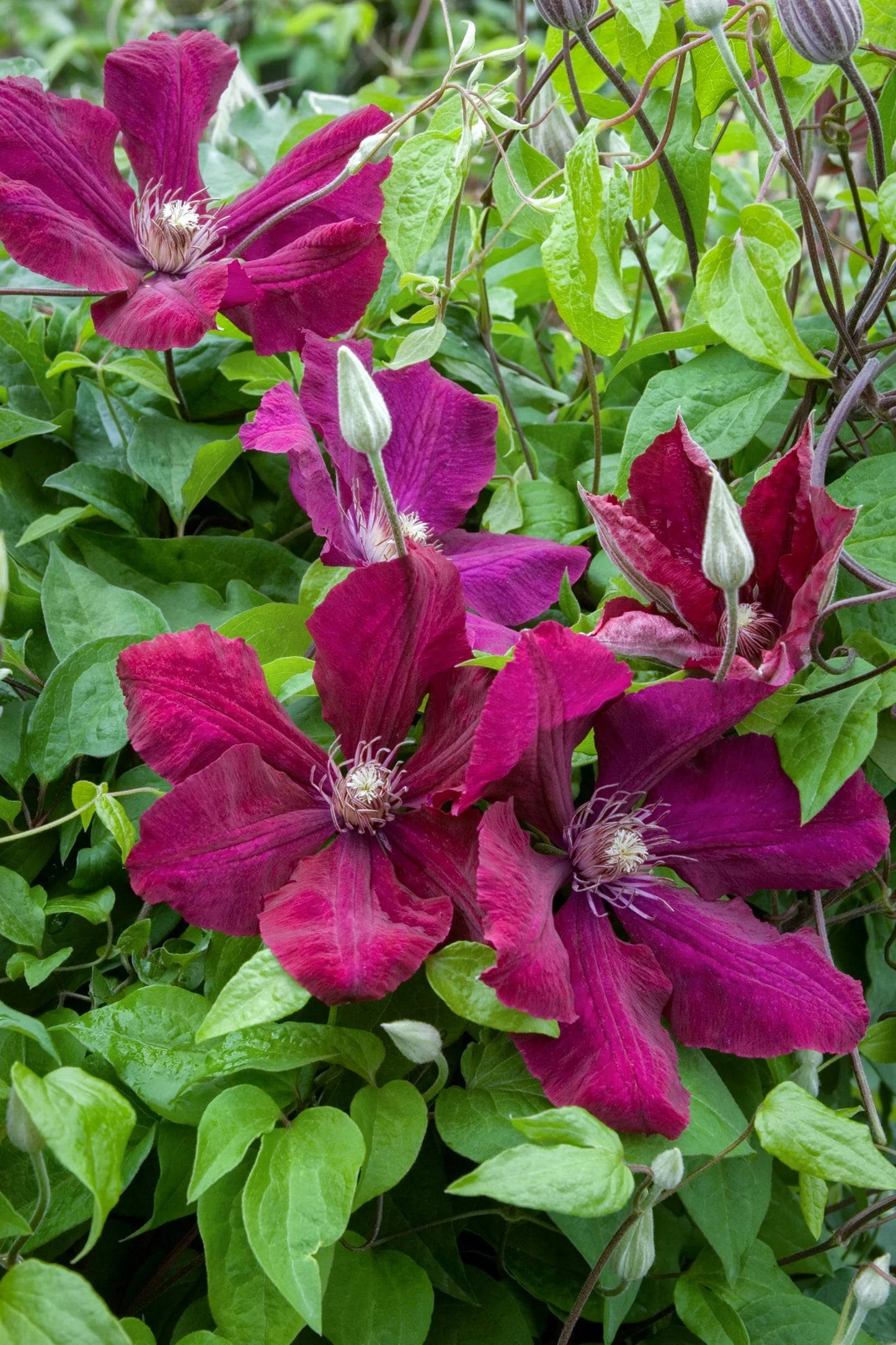 ROUGE CARDINAL CLEMATIS 1gal