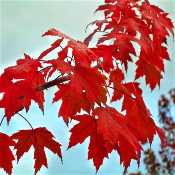 AUTUMN BLAZE MAPLE 7gal