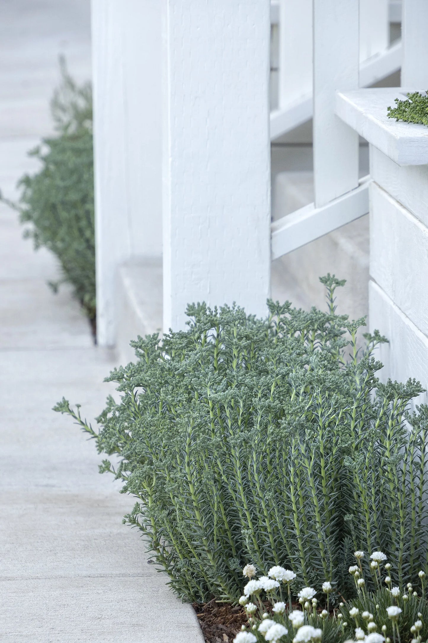 BLUE SPRUCE SEDUM 1gal
