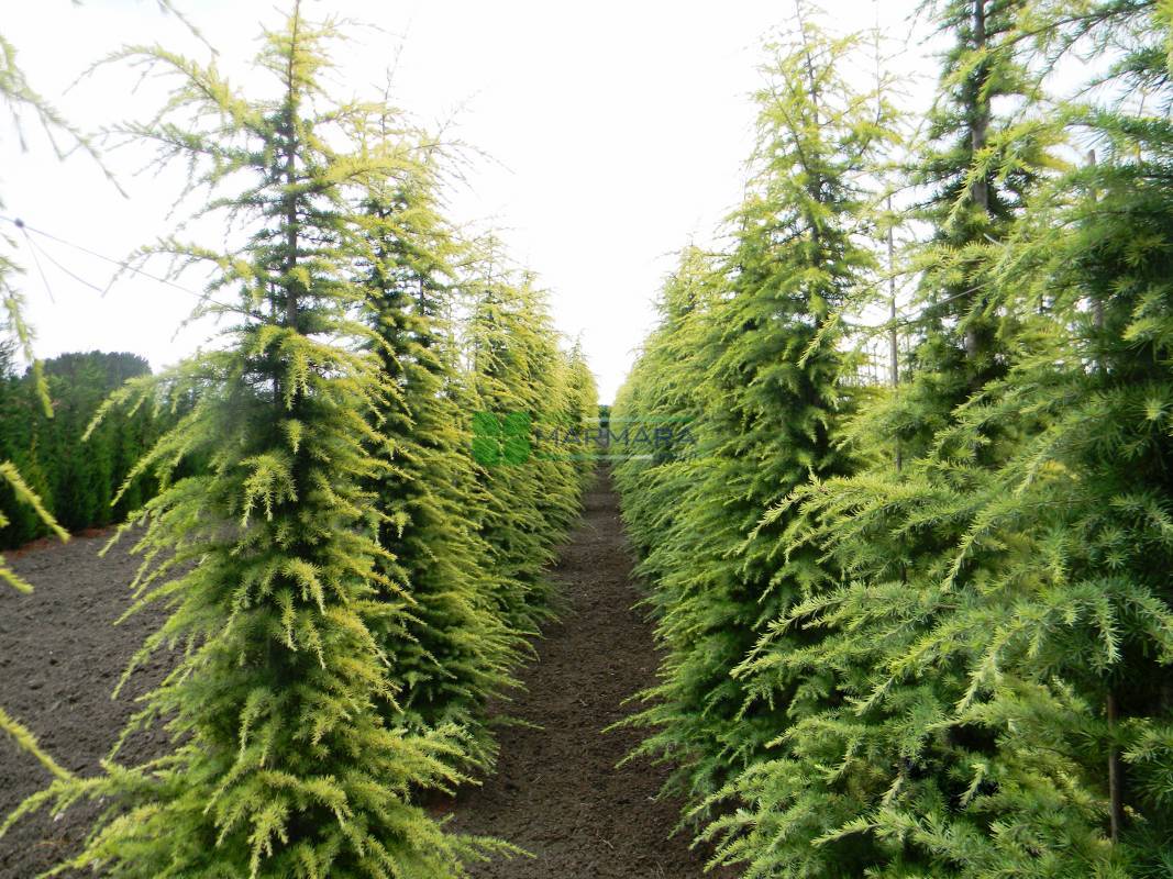 AUREA GOLD DEODAR CEDAR TREE 10gal