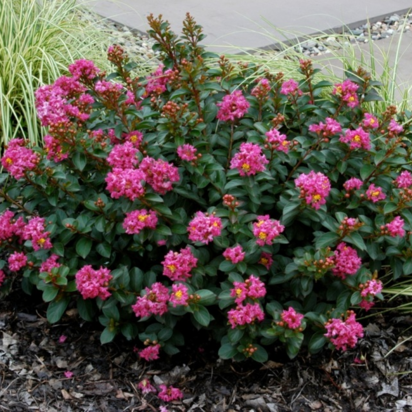 POCOMOKE CRAPE MYRTLE 5gal