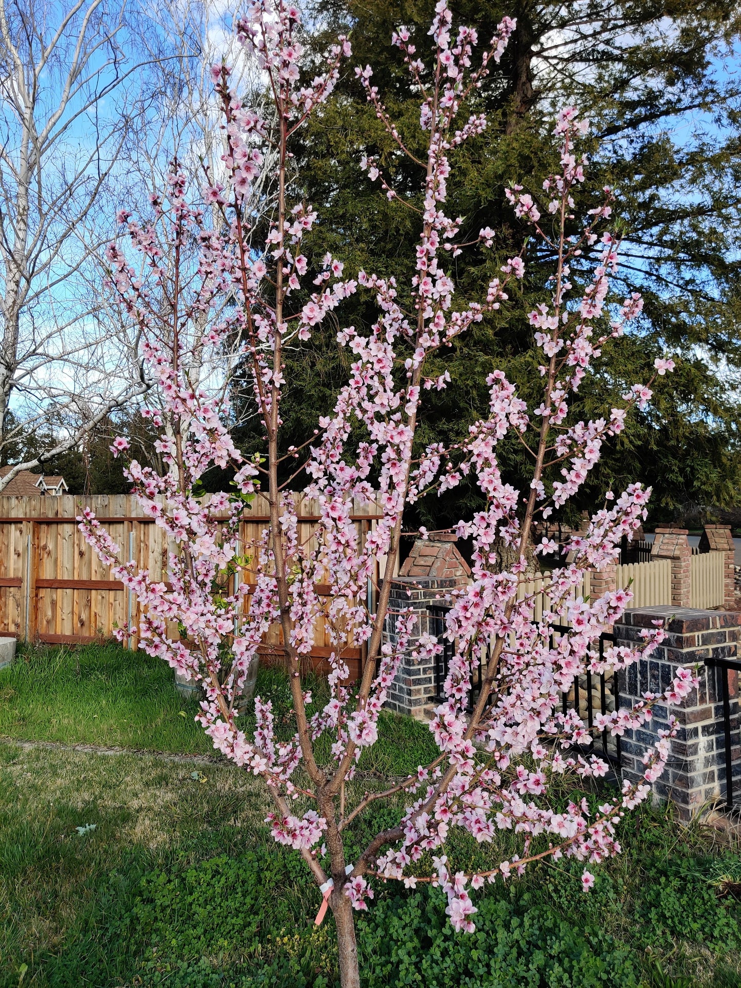 SNOW BEAUTY PEACH TREE 7gal