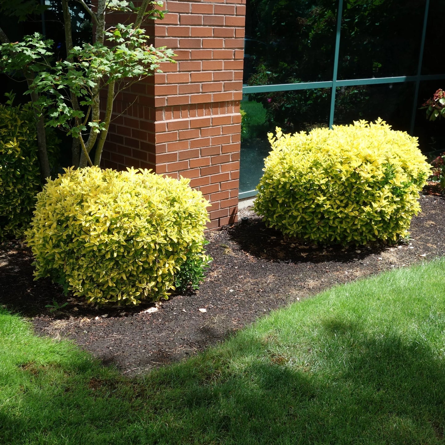 GOLDEN EUONYMUS 5gal