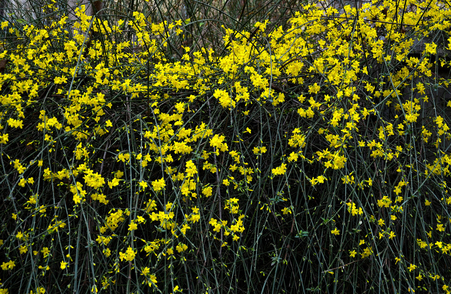 WINTER JASMINE 5gal