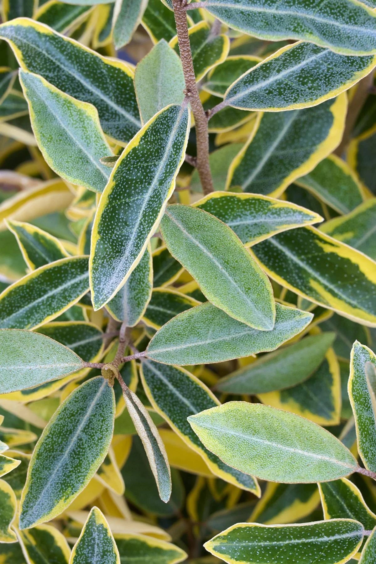 GILT EDGE SILVERBERRY 5gal