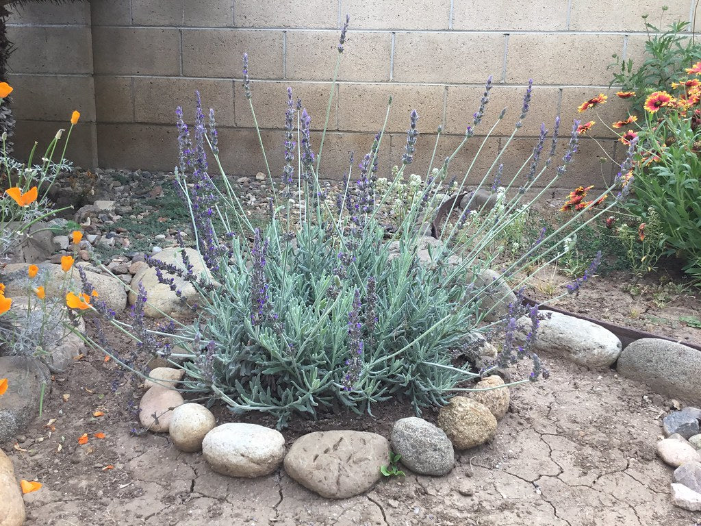LAVENDER ASSORTED 2 GAL